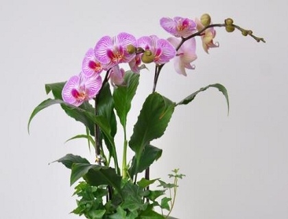 花卉