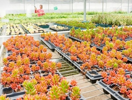 種植展示