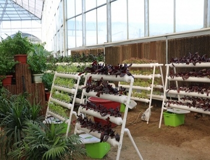 無土栽培植物