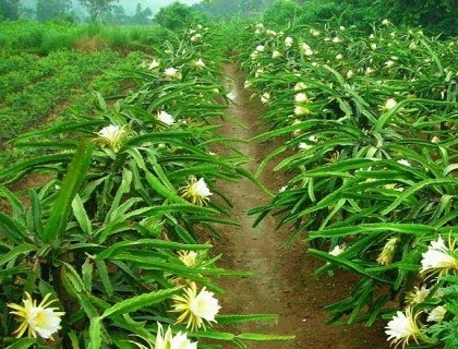 花卉苗木