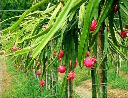 花卉苗木