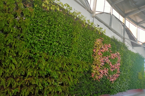 優(yōu)質(zhì)植物墻廠(chǎng)家